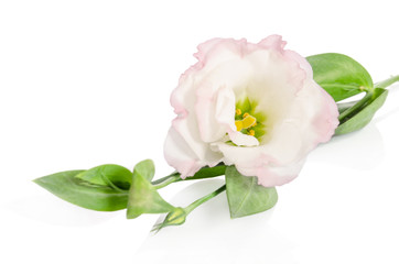 Beautiful light pink eustoma flower isolated on white background