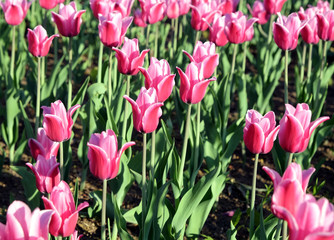 Pink tulips in the garden in sunny spring day horizontal photo close-up