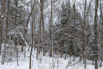 Vintage Winter Landscape