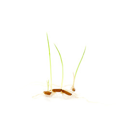 Young green rice plant on white background