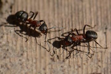 conversation between two ants
