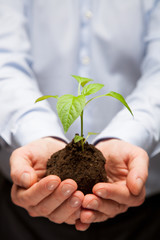 Human hands holding young sprout