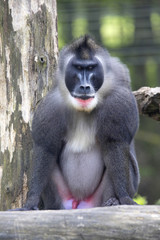 A large male drill, Mandrillus leucophaeus