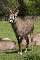 Roan antelope, Hippotragus equinus is a large antelope