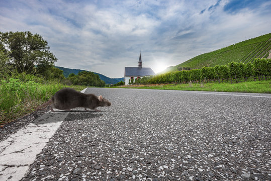 Ratte überquert Landstraße Mosel Closeup im Gegenlicht