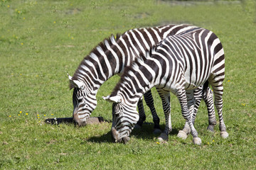 Fototapeta na wymiar Grant's zebra, Equus quagga Boehme has distinctive stripes