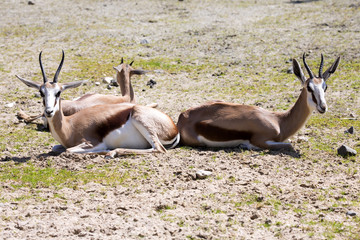 Springbok Antidorcas marsupialis, is abundant antelope