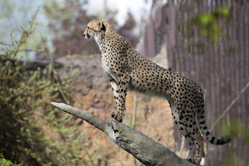 Cheetah, Acinonyx jubatus, stands in the trunk