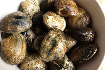 clam
