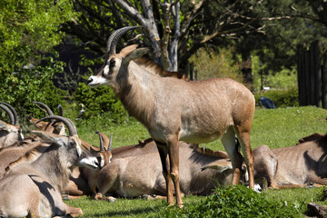 Naklejka na ściany i meble Roan antelope, Hippotragus equinus is a large antelope