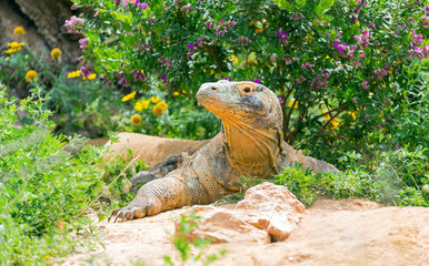 Komodo dragon (Varanus komodoensis)