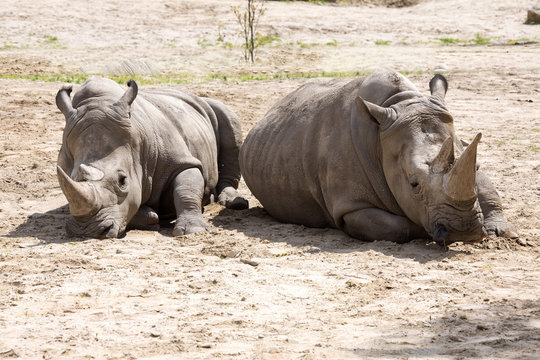 couple  of a Southern White Rhinoceros, Ceratotherium s. simum