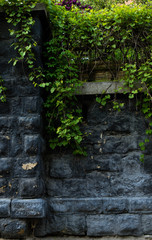 Gray wall with green leaf