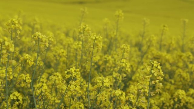 Canola flower, rape crop, background 