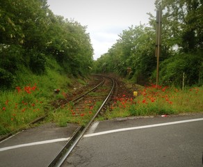 Fototapeta premium ferrovia in fiore