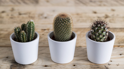 Row of three cactus plants