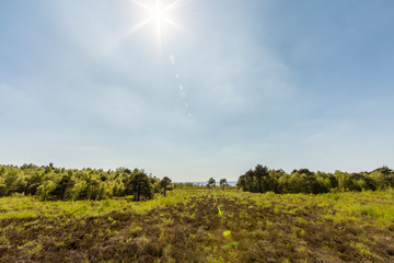 Obraz premium Sumpflandschaft im Naturpark Steinhuder Meer