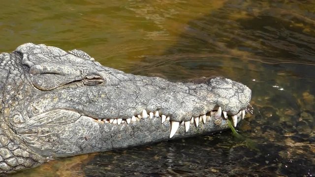 Close up of the head of crocodile lying in the water stream with closed mouth and open eye. It closes an eye slowly and opens again, side view.