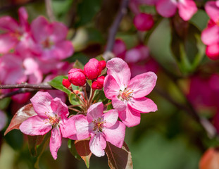 Obraz premium Branches of blossoming tree with pink flowers