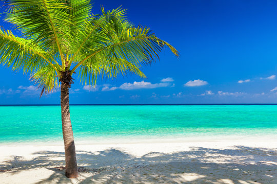 Single vibrant coconut palm tree on white tropical beach of Mald