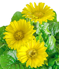 Yellow gerbera flowers in a vase, flowerpot, green leaves, close up