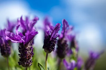 Badezimmer Foto Rückwand Lavendel Butterfly lavender and  blue sky background