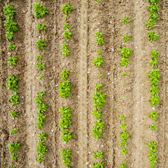 campo di patate visto dall'alto
