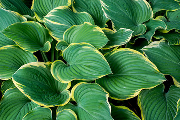 Hosta leaves