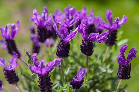 Fototapeta Butterfly lavender  green Garden Background