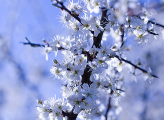 withe flowering spring bushes