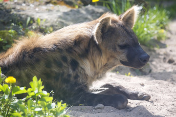 Spotted Hyaena, Crocuta crocuta is a strong animal