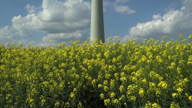 Tilt shot from rapefield to wind turbine
