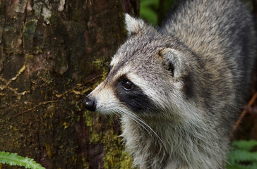 Waschb&auml;r - [Procyon lotor]