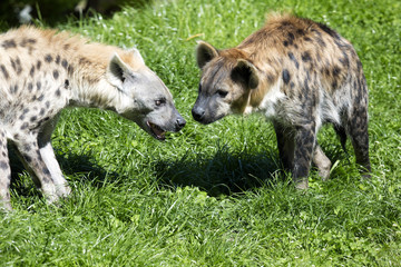 Spotted Hyaena, Crocuta crocuta is a strong animal