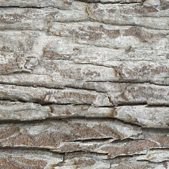 Old Wood Tree Texture Background Pattern