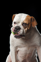 Fototapeta premium American Bulldog Dog plays with the ball
