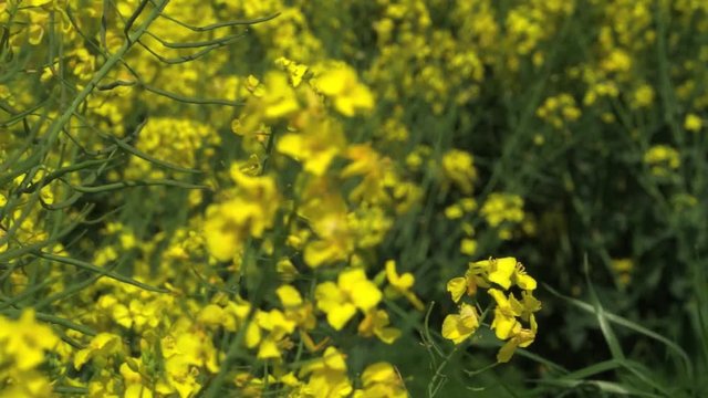 Focus Transition from rapefield to a single rape flower
