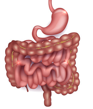 Gastrointestinal tract. Stomach, small intestine and colon. Beautiful bright illustration on a white background.
