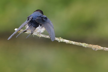 Rauchschwalbe am Seeufer