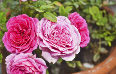 blooming pink roses in flower pot - flower photo texture