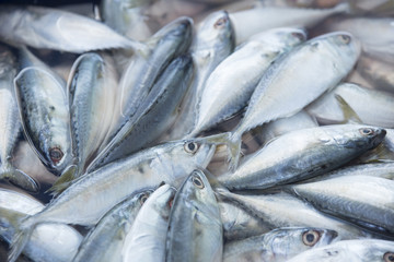 Fototapeta premium mackerel, thai