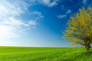 Fototapeten Beautiful green wheat field and blue sky - background © batke82as