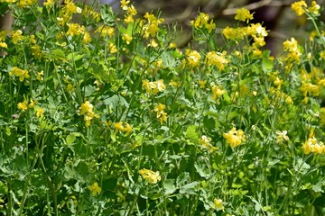 gelb bl&uuml;hende staude