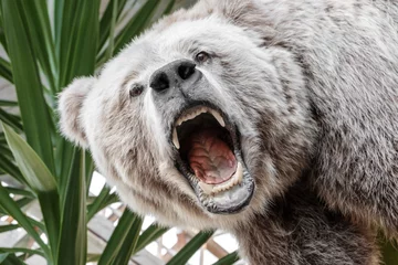Foto op Plexiglas stuffed roaring bear's head © pavellukashin