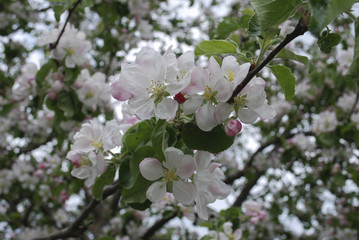 Apple branch blooming, white flowers, pink buds. Springtime.