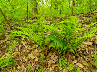 Fern in a forest