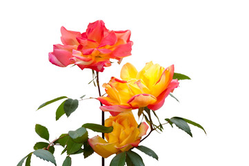 Three pink and yellow roses
