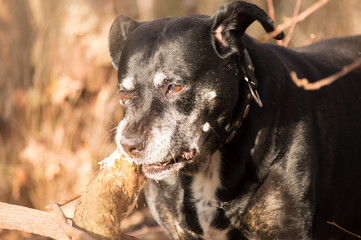 Black american stafford shire chewing on a tree in a autumn colored forest