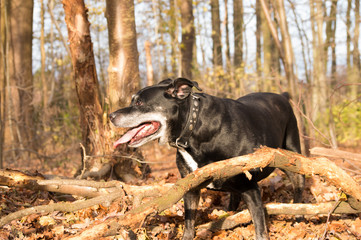 Black american stafford shire posing in a autumn colored forest