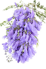 Lavender Blue jacarandas flower isolated on white